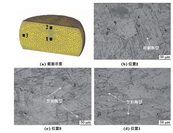 圖３ 在９８０ ℃、應(yīng)變速率為０．０１０s－１下壓縮至應(yīng)變量為３０％后GH４１６９合金不同區(qū)域的顯微組織