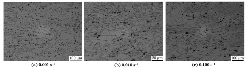 圖６ 在９８０ ℃、不同應(yīng)變速率下壓縮至應(yīng)變量為７０％后GH４１６９合金的顯微組織